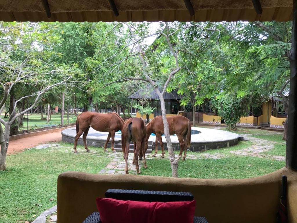 Aswadduma Hotel Dambulla Kültér fotó
